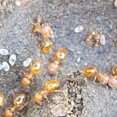 Pheidole sp. (genus) at Carwoola, NSW - 20 Dec 2021