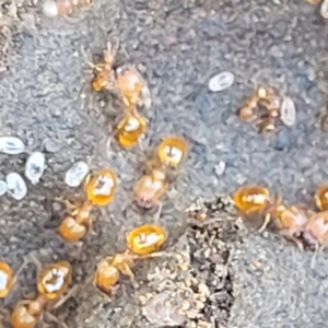 Pheidole sp. (genus) at Carwoola, NSW - 20 Dec 2021