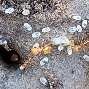 Pheidole sp. (genus) at Carwoola, NSW - 20 Dec 2021