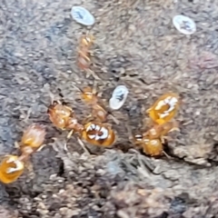 Pheidole sp. (genus) at Carwoola, NSW - 20 Dec 2021