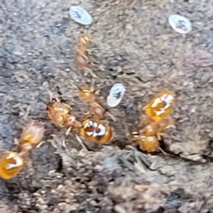 Pheidole sp. (genus) at Carwoola, NSW - 20 Dec 2021