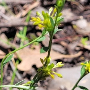 Pimelea curviflora at Carwoola, NSW - 20 Dec 2021