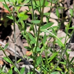 Pimelea curviflora at Carwoola, NSW - 20 Dec 2021