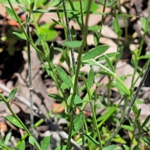 Pimelea curviflora at Carwoola, NSW - 20 Dec 2021