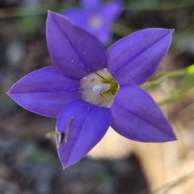 Wahlenbergia stricta subsp. stricta (Tall Bluebell) at Carwoola, NSW - 20 Dec 2021 by trevorpreston