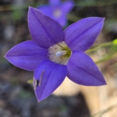 Wahlenbergia stricta subsp. stricta (Tall Bluebell) at Carwoola, NSW - 20 Dec 2021 by tpreston