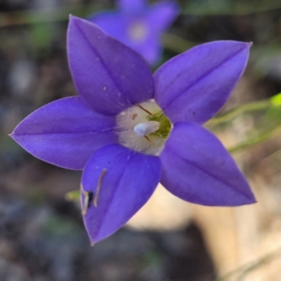Wahlenbergia stricta subsp. stricta (Tall Bluebell) at Carwoola, NSW - 20 Dec 2021 by tpreston
