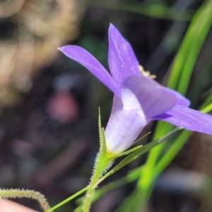 Wahlenbergia stricta subsp. stricta at Carwoola, NSW - 20 Dec 2021