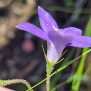 Wahlenbergia stricta subsp. stricta at Carwoola, NSW - 20 Dec 2021 12:51 PM