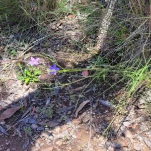 Wahlenbergia stricta subsp. stricta at Carwoola, NSW - 20 Dec 2021