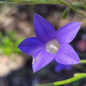 Wahlenbergia stricta subsp. stricta at Carwoola, NSW - 20 Dec 2021