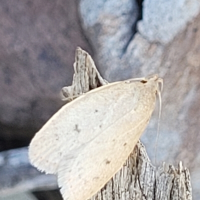 Chezala privatella (A Concealer moth) at Carwoola, NSW - 20 Dec 2021 by tpreston