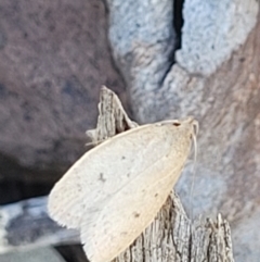 Chezala privatella at Carwoola, NSW - 20 Dec 2021 12:47 PM