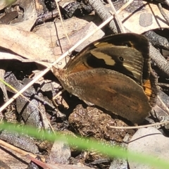 Heteronympha merope (Common Brown Butterfly) at Carwoola, NSW - 20 Dec 2021 by tpreston