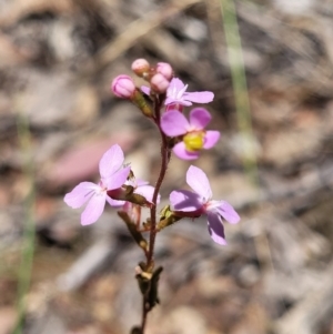 Stylidium graminifolium at Carwoola, NSW - 20 Dec 2021 12:45 PM