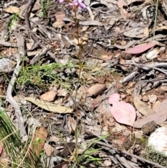 Stylidium graminifolium at Carwoola, NSW - 20 Dec 2021 12:45 PM