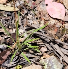 Stylidium graminifolium at Carwoola, NSW - 20 Dec 2021