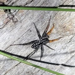 Nyssus coloripes (Spotted Ground Swift Spider) at Wanna Wanna Nature Reserve - 20 Dec 2021 by tpreston