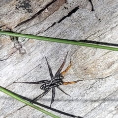 Nyssus coloripes at Carwoola, NSW - 20 Dec 2021