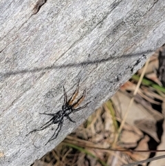 Nyssus coloripes at Carwoola, NSW - 20 Dec 2021