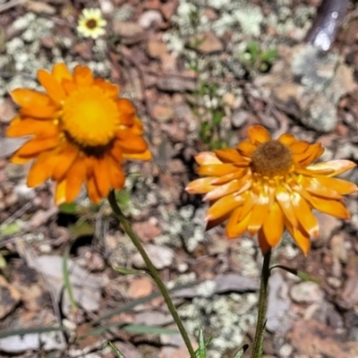 Xerochrysum viscosum (Sticky Everlasting) at Carwoola, NSW - 20 Dec 2021 by trevorpreston