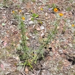 Xerochrysum viscosum at Carwoola, NSW - 20 Dec 2021