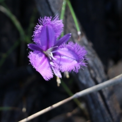 Thysanotus tuberosus (Common Fringe-lily) at Bournda, NSW - 19 Dec 2021 by KylieWaldon