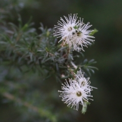 Kunzea ambigua (White Kunzea) at Bournda Environment Education Centre - 20 Dec 2021 by KylieWaldon