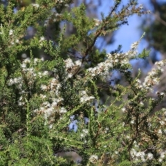 Kunzea ambigua at Bournda, NSW - suppressed