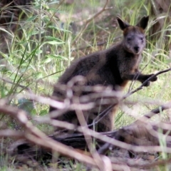 Wallabia bicolor (Swamp Wallaby) at Bournda, NSW - 20 Dec 2021 by KylieWaldon