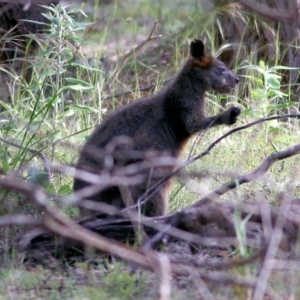 Wallabia bicolor at Bournda, NSW - 20 Dec 2021