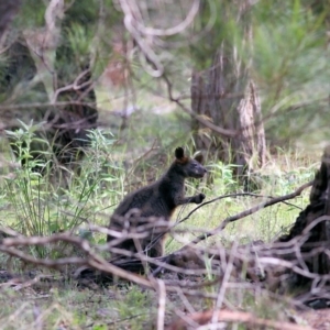 Wallabia bicolor at Bournda, NSW - 20 Dec 2021 07:01 AM