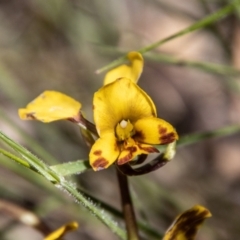 Diuris semilunulata (Late Leopard Orchid) at Gibraltar Pines - 17 Nov 2021 by SWishart