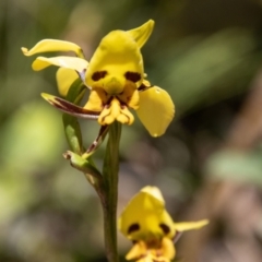 Diuris sulphurea (Tiger Orchid) at Tidbinbilla Nature Reserve - 17 Nov 2021 by SWishart