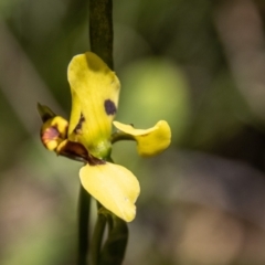 Diuris sulphurea at Paddys River, ACT - suppressed