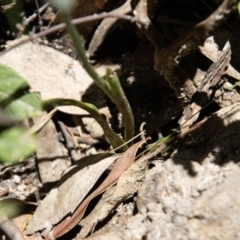 Diuris sulphurea at Paddys River, ACT - suppressed