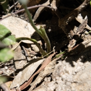 Diuris sulphurea at Paddys River, ACT - suppressed