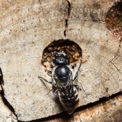 Megachile sp. (several subgenera) (Resin Bees) at Acton, ACT - 20 Dec 2021 by Roger