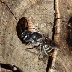 Megachile sp. (several subgenera) at Acton, ACT - 20 Dec 2021