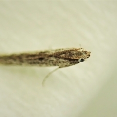 Phycitinae (subfamily) (A snout moth) at Cook, ACT - 20 Dec 2021 by CathB