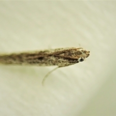 Phycitinae sp. (subfamily) (A snout moth) at Cook, ACT - 19 Dec 2021 by CathB