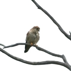 Falco cenchroides (Nankeen Kestrel) at Namadgi National Park - 18 Dec 2021 by jbromilow50