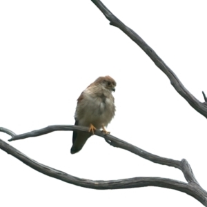 Falco cenchroides at Rendezvous Creek, ACT - 18 Dec 2021