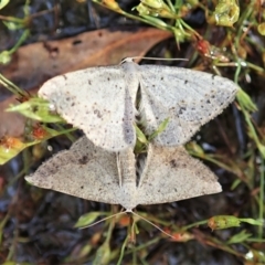 Taxeotis intextata (Looper Moth, Grey Taxeotis) at Cook, ACT - 19 Dec 2021 by CathB