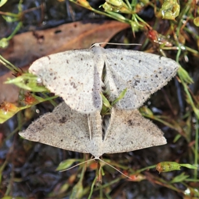 Taxeotis intextata (Looper Moth, Grey Taxeotis) at Mount Painter - 18 Dec 2021 by CathB