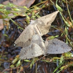 Taxeotis intextata at Cook, ACT - 19 Dec 2021 07:39 AM