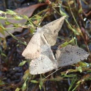 Taxeotis intextata at Cook, ACT - 19 Dec 2021 07:39 AM