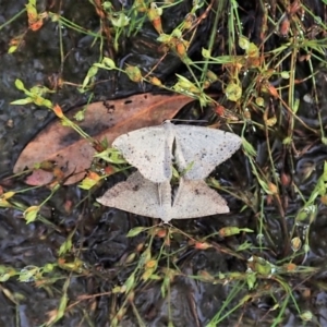 Taxeotis intextata at Cook, ACT - 19 Dec 2021