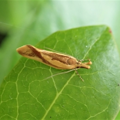 Thema psammoxantha (A concealer moth) at Cook, ACT - 18 Dec 2021 by CathB