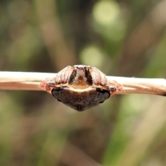 Dolophones sp. (genus) at Cook, ACT - 20 Dec 2021 08:17 AM